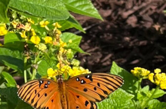 Flowers From Anne’s New Florida Garden