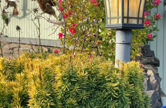 Cleo’s Washington Garden in Winter