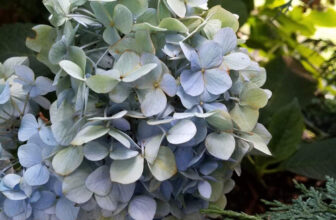 Elise’s Garden Highlight Reel – Fine Gardening