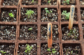 When to Plant Herbs From Seed—Inside and Outside