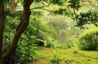 Cultivating Calm: The Key Elements of Japanese Garden Design