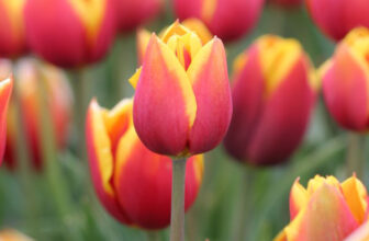 The Unknown World of Tulips: Types of Tulips to Grow in Your Garden