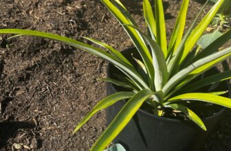 Healthy Soil: The Foundation of a Thriving Garden