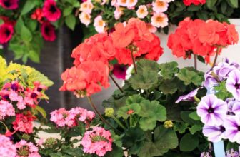 25+ of the Best Annual Flowers to Start From Seed