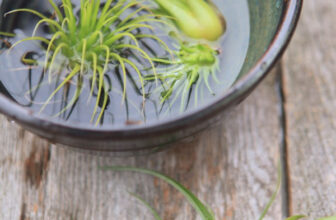 How to Properly Water Air Plants