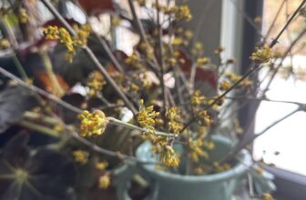 ‘nostalgic ritual,’ or the right way to do a task? with matt mattus