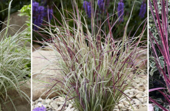 Colorful Foliage Plants to Add Drama to the Garden