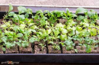 Your Step-By-Step Guide for Starting Seeds