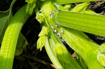 Battle the Borer: How to Keep Squash Vine Borers from Ruining Your Harvest”