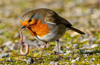 The Magic of Worm Castings: Boost Your Vegetable Garden Naturally