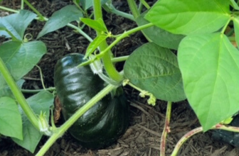 The Great Pumpkin Adventure: A Season of Surprises