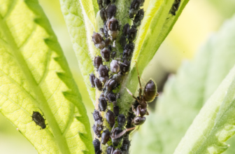 The Most Effective Solution for Aphid Control in Your Garden