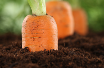 How to Make Compost Tea Using Kitchen Waste