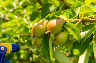 “Natural Garden Pest Control: Easy Homemade Solutions That Really Work”