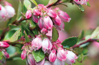 Endangered Plants in the Mid-Atlantic
