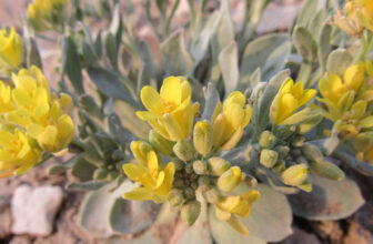 Endangered Plants in the Mountain West