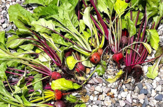 Growing the Best Beets – Fine Gardening