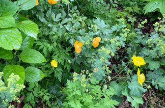 Well-Behaved Self-Sowing Plants for the Northeast