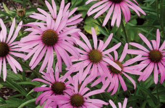 Endangered Plants in the Southeast