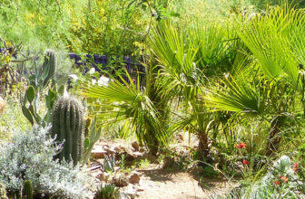 Palms for Southwest Gardens – Fine Gardening