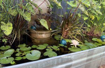 Diving back into Lori’s stock-tank pond garden