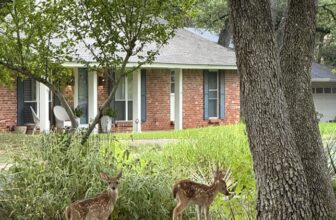 Fawns out front – Digging