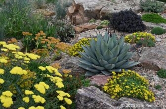 Ryan Harter’s flowery xeric garden in Colorado, part 1