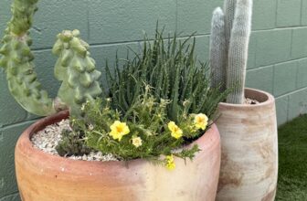 Upcycled succulent planters at Lou’s Eastside