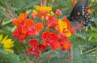 Butterfly garden in bloom at the Natural Gardener