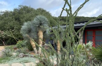 Texas crevice garden in summer bloom