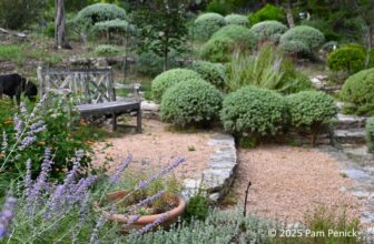 A Texas garden inspired by La Louve in Provence
