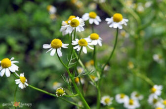 Grow & Harvest Chamomile Flowers