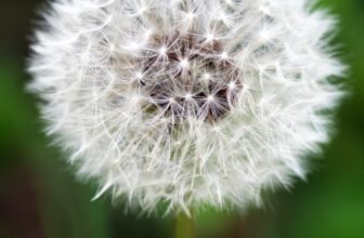 What is a Weed? Tips for Weed Identification In Your Garden