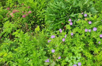 Early Summer in Maxine’s New York Garden, Part 1