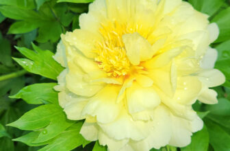 Early Summer in Maxine’s New York Garden, Part 2