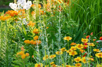 Jack’s June Blooms in Iowa