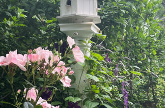 Ann’s Spring Garden in New Jersey, Part 2