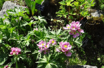 GPOD on the Road: Tromsø Arctic-Alpine Botanical Garden, Part 1