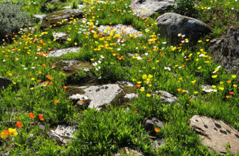 GPOD on the Road: Tromsø Arctic-Alpine Botanical Garden, Part 2