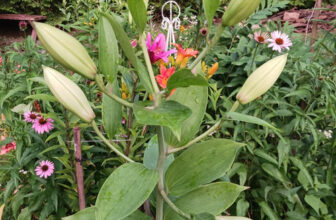 Lily Pre-Bloom in the Mohawk Valley