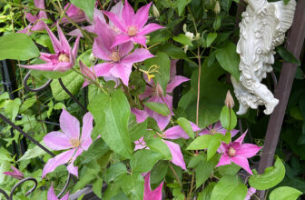 Roses and Clematis Save Spring in Dot’s Pennsylvania Garden