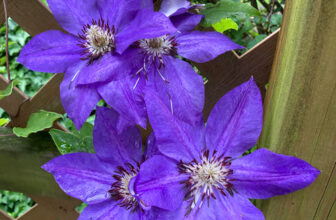 Kathy’s Garden Full of Memories