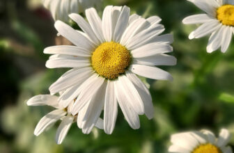 A Garden Stroll in Lawrie’s Ontario Garden