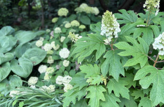 Carla’s Garden in June – Fine Gardening