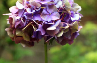 The Simple Trick to Dry Hydrangea Flowers and Retain Their Color