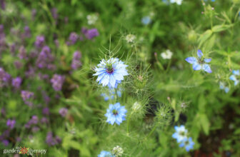 Growing Nigella Plants for Gorgeous Bouquets & Dried Decor