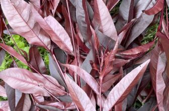 how foliage saves the summer garden, with ken druse