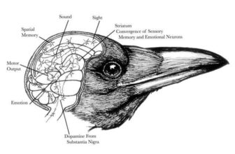 the genius of crow and ravens, with dr. john marzluff