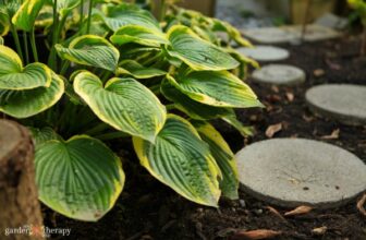 How to Keep Deer Out of the Garden and Save Your Plants