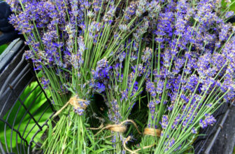 How to Harvest Lavender (and 24+ Things to Do With It)